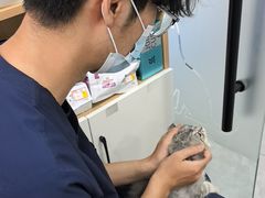 -瑞派长江宠物医院·猫科·外科·24小时夜护(谊城公寓分院)