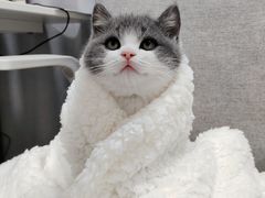 -欣宠猫屋·矮脚拿破仑·蓝金金渐层