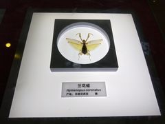 -上海昆虫博物馆