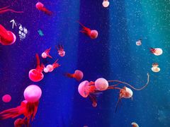 -成都浩海立方海洋公园