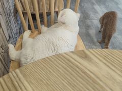 -楼上猫咖(罗湖店)