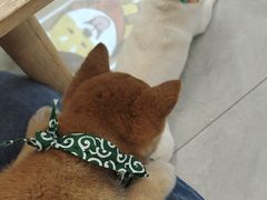 -柴犬小屋·柴餐厅·狗咖食堂(金鼎广场店)