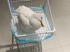 -怪兽屋·羊驼·猫咖·狗咖(俊华广场店)