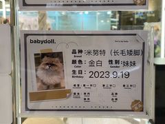 -momokira米努特·德文卷毛猫·棉花面纱犬
