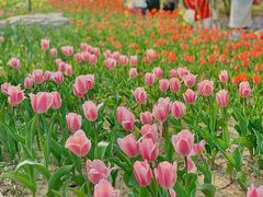 -朝阳公园