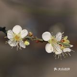 惊蛰节气 惊蜇桃花朵朵压叶枝，春风夜雨玉兰鲜