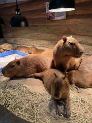 -Zoolung Zoolung动物主题公园(海信广场店)