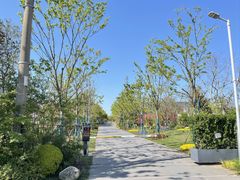 -上海长兴岛郊野公园