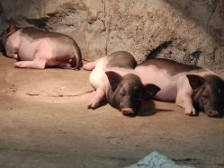 -Zoolung Zoolung动物主题公园(海信广场店)