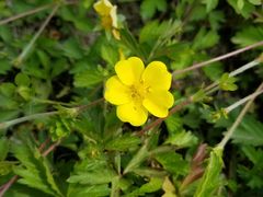 -武清南湖绿博园