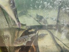 -楚鱼王·河鲜·湖北菜(华农店)