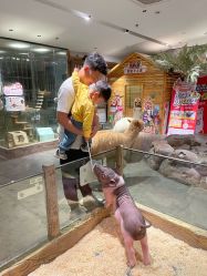 -造物庄园 萌宠纪(苏州湾歌林公园店)