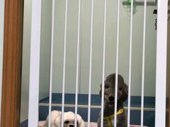 -博特宠物医院24h犬猫全科.骨科·异宠