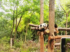 -成都大熊猫繁育研究基地