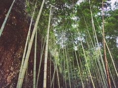 -楠溪江石桅岩