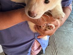 -柴犬高等学院·狗咖·柴犬售卖·宠物训练