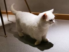 -飞行喵MR PILOT|猫舍·猫咖(静安大融城店)