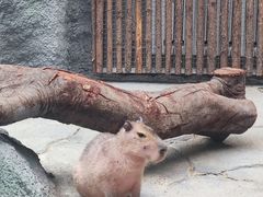 -武汉动物园