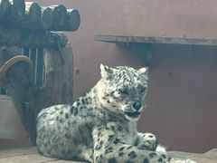 -青藏高原野生动物园