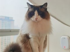 -Catmate·猫肥家润(金润铂宫店)