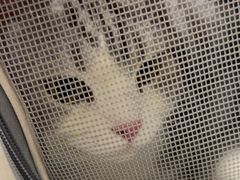 -中农国际动物医院24小时·猫科·骨科·急重症中心