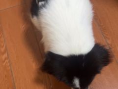 -千城康桥宠物医院·猫科·骨科·心脏