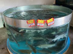 -鲤鱼塘农家山庄