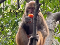 -黔灵山公园