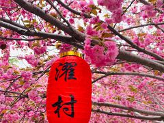 -莱阳濯村樱花园