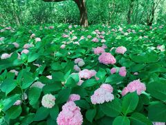 -上海滨江森林公园