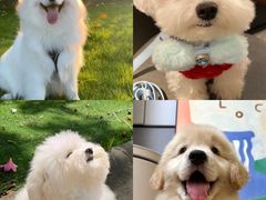 -博特宠物医院24h犬猫全科.骨科·异宠
