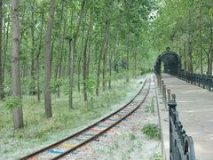 -合肥滨湖国家森林公园