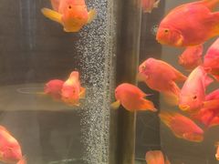 -红鱼湾餐厅(国际大厦店)