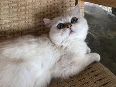 -喵屿·大理花园猫咖