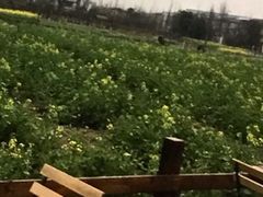 -田园东方蜜桃村的田野营地