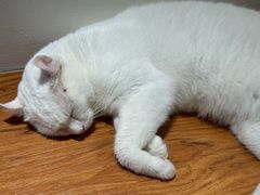 -有猫主题·治愈系猫咖(曾厝垵店)