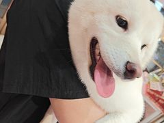 -FAELING PETS美天灵宠物(富力广场店)
