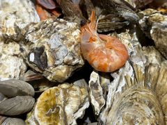 -和源祥·日照菜扛把子(万平口一店)