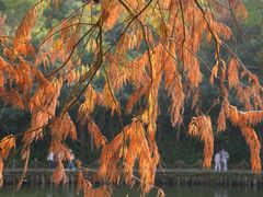 -深圳仙湖植物园