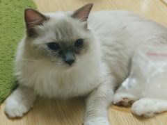 桃酥-猫和宫(六道口店)