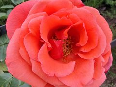 -胡安之家烤肉馆