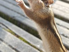 -五营红松林海景区