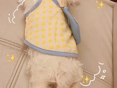 -翊宠yipet猫狗购宠庄园犬舍•猫舍