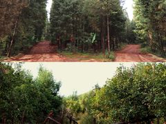 -长虫山生态公园风景林