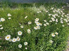 -星巴克(成都科学城店)