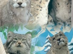 -青藏高原野生动物园