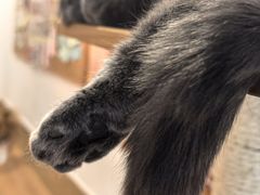 -是阿柴呀！柴犬咖啡·爱喵喵猫咖