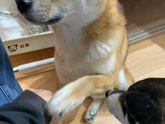 -是阿柴呀！柴犬咖啡·爱喵喵猫咖