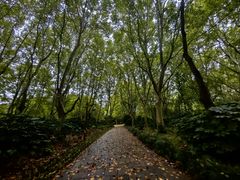 -上海共青森林公园