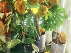 -猫王榴莲世家(三里屯SOHO商场店)